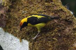 Image of Preuss's Golden-backed Weaver