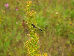 Image de Ammophila azteca Cameron 1888