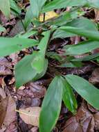 Image of Broad Stalk Grass