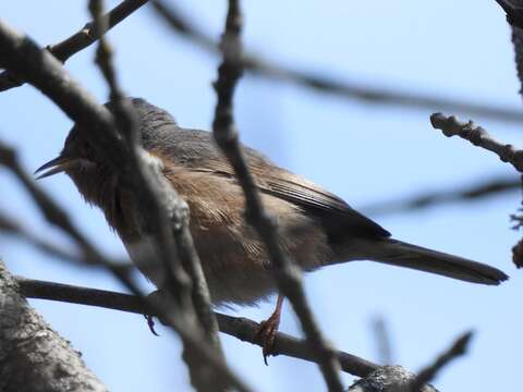 Image of Western Subalpine Warbler