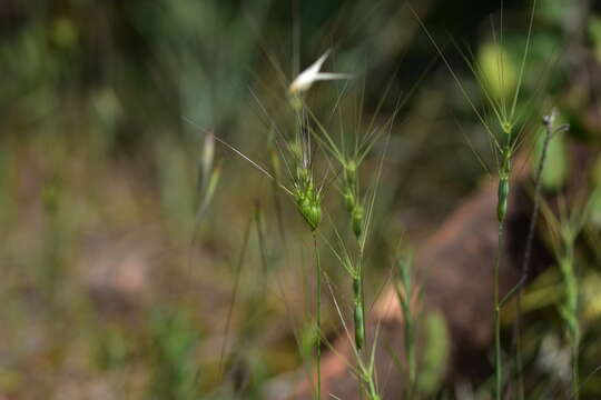 Imagem de Aegilops neglecta Req. ex Bertol.