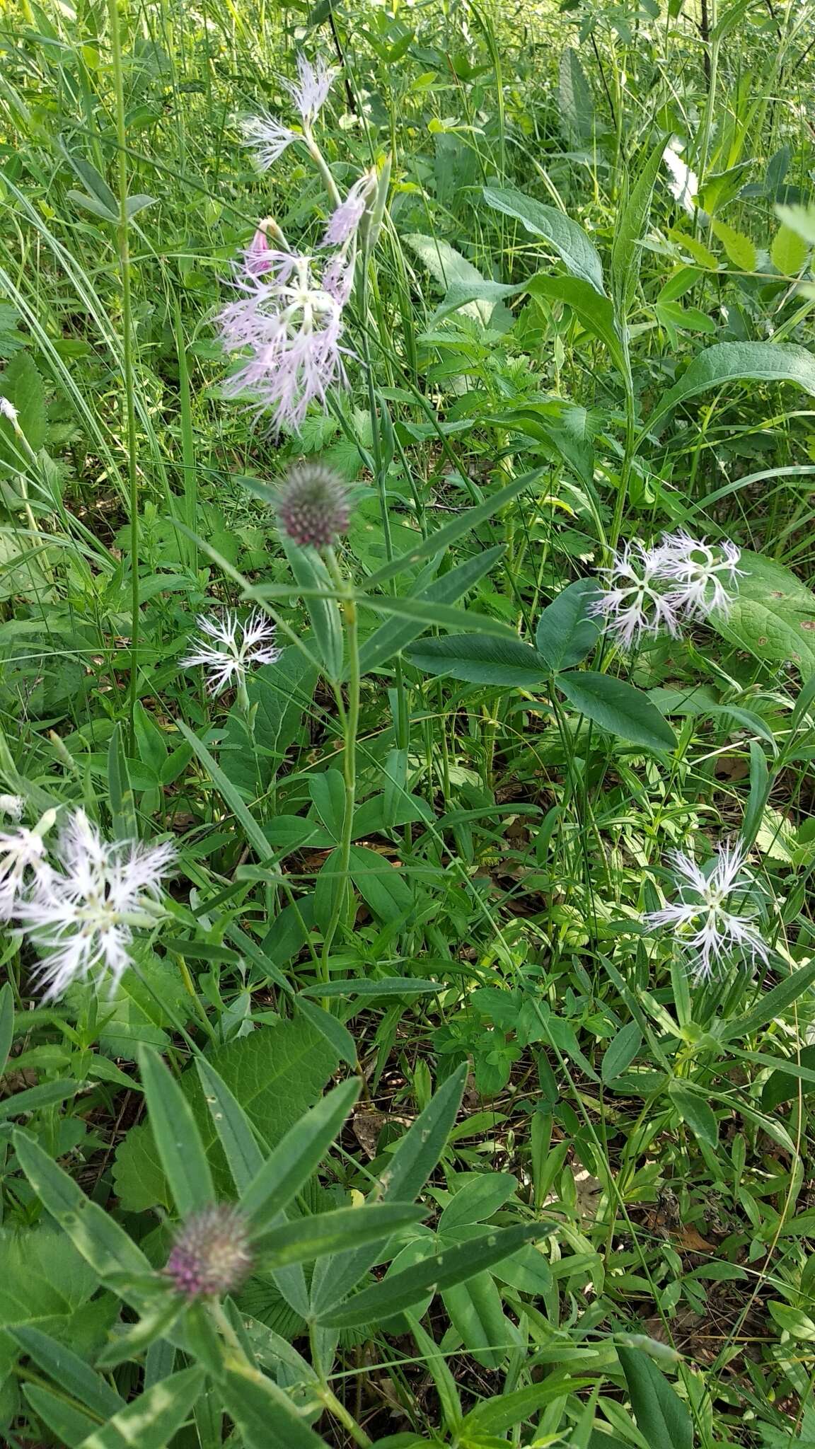 صورة Dianthus superbus subsp. stenocalyx (Trautv.) Kleopow