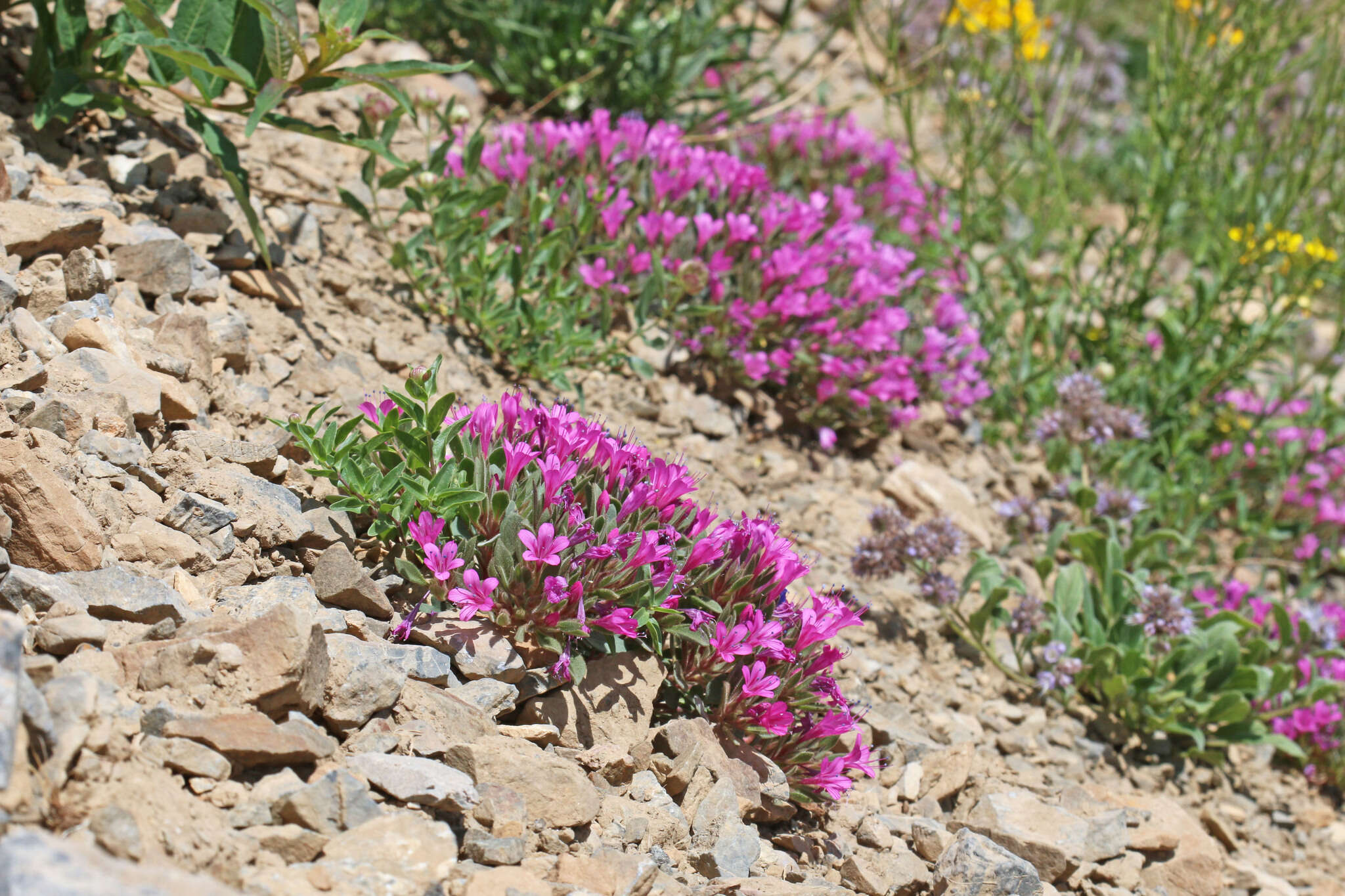 Image of Collomia debilis var. debilis