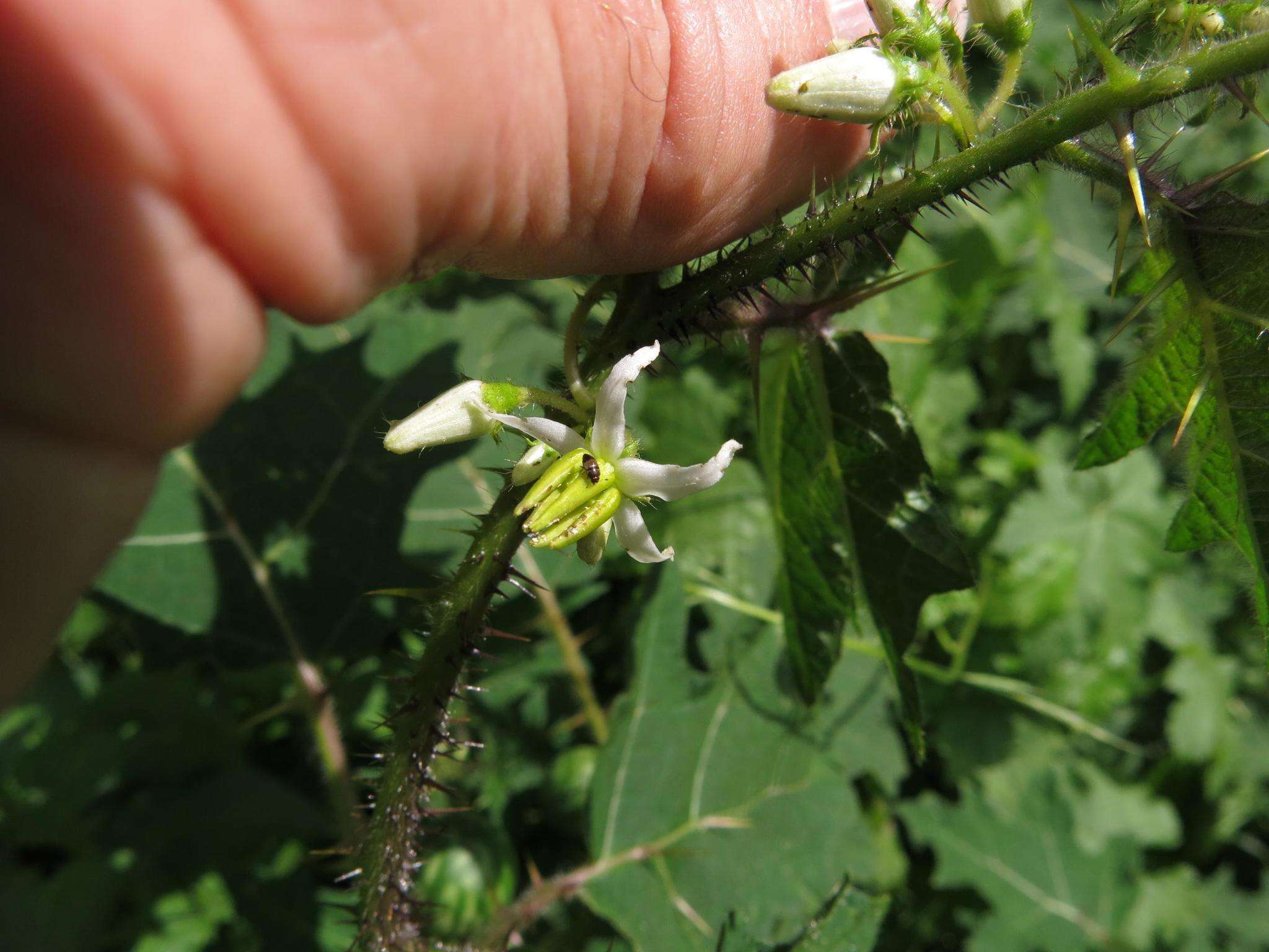 Sivun Solanum aculeatissimum Jacquin kuva