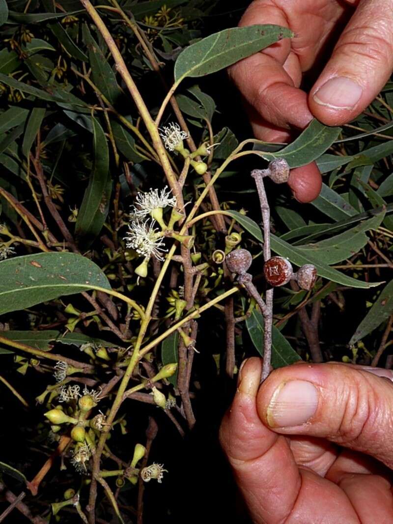 Image de Eucalyptus eugenioides Sieber ex Spreng.