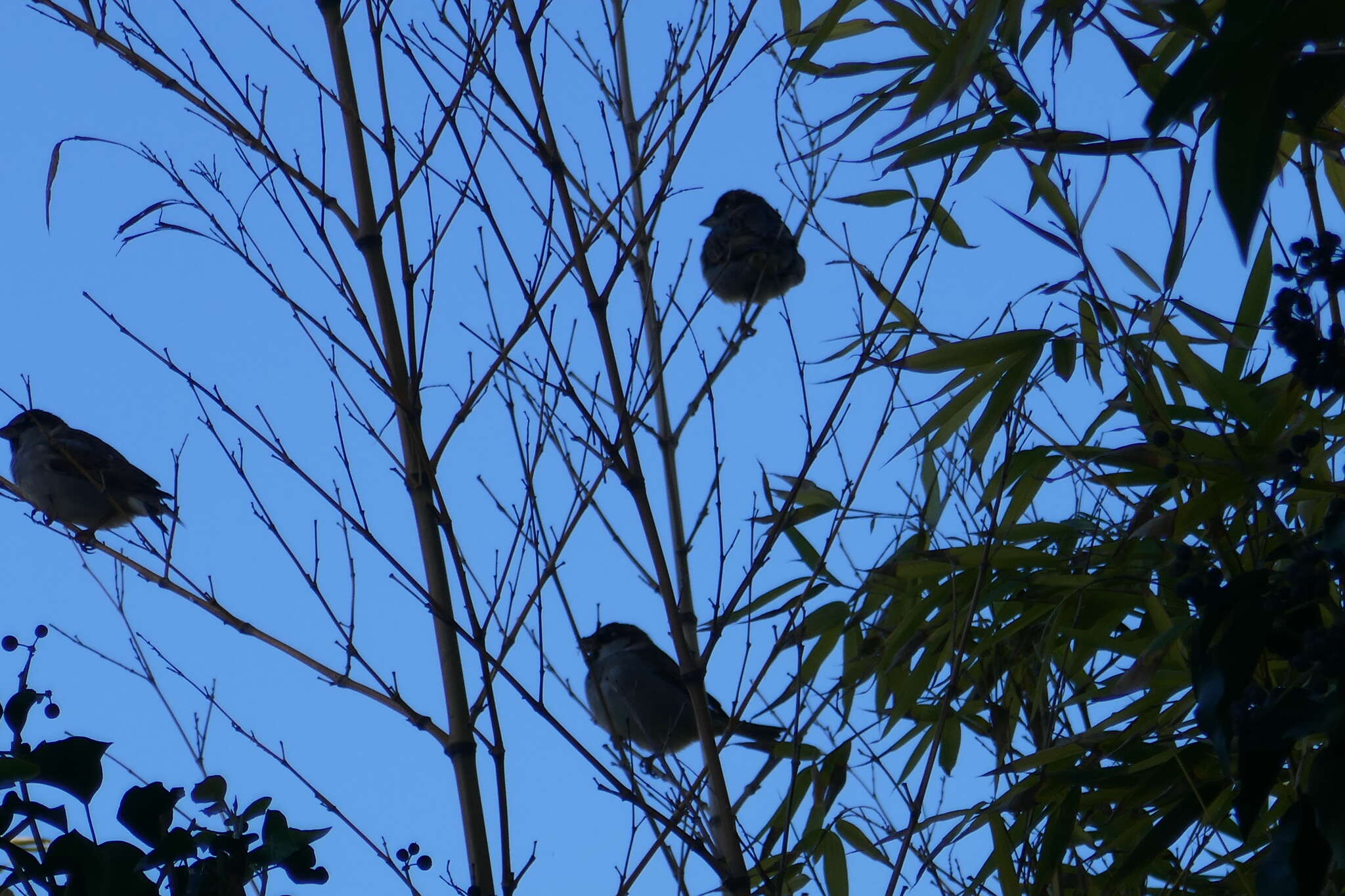 صورة Passer domesticus balearoibericus Jordans 1923