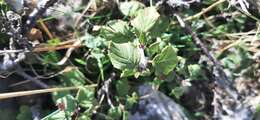 Image of Mountain cherry