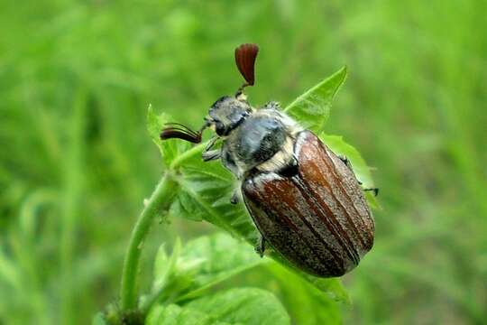 Image of chestnut cockchafer