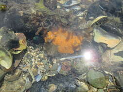 Image of Colonial tunicate