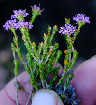 Image of Agathosma pentachotoma E. Mey. ex Sond.