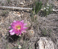 Image of Echinocereus reichenbachii var. perbellus (Britton & Rose) L. D. Benson