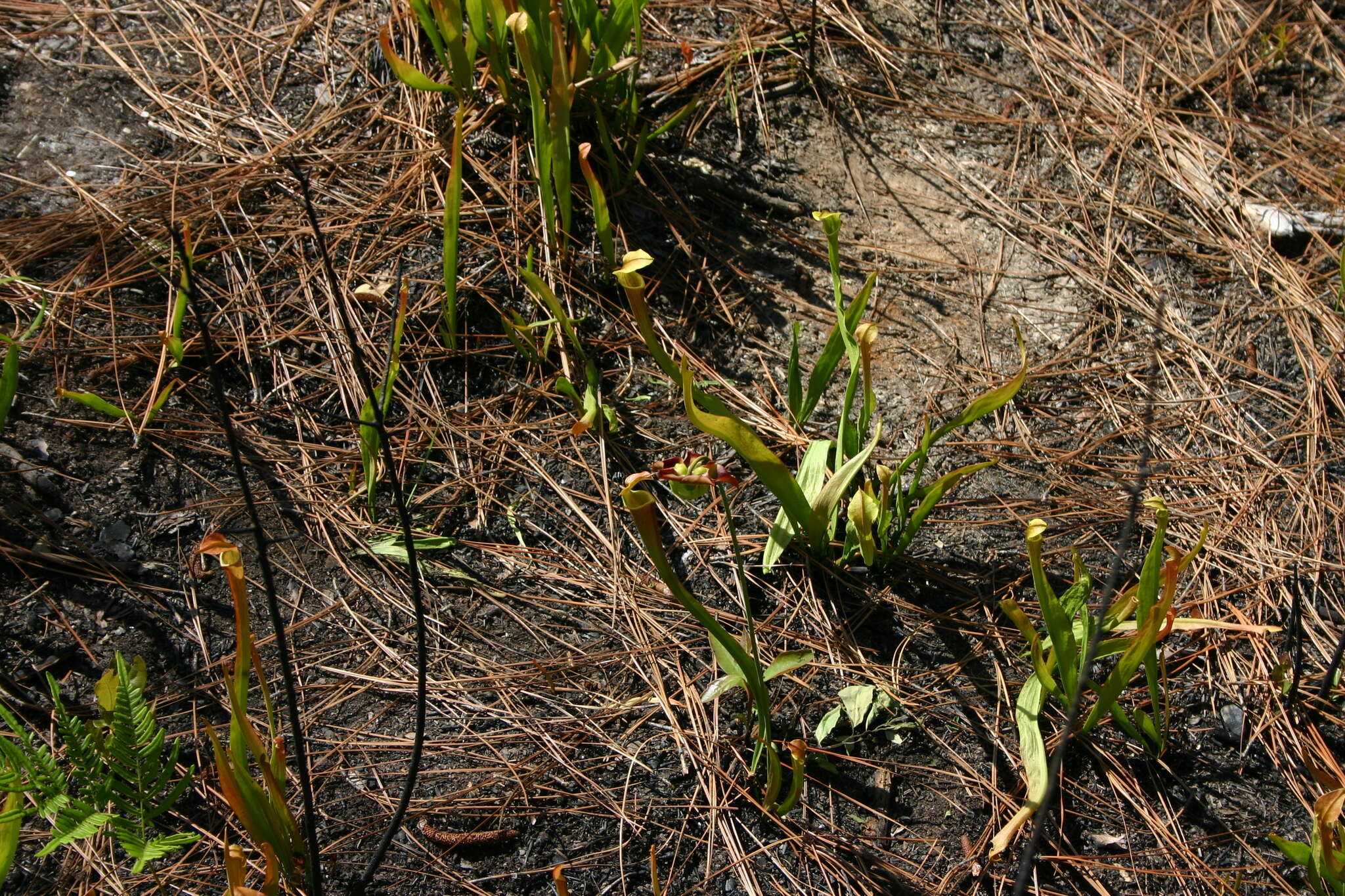 Image of Alabama Cranebrake Pitcherplant