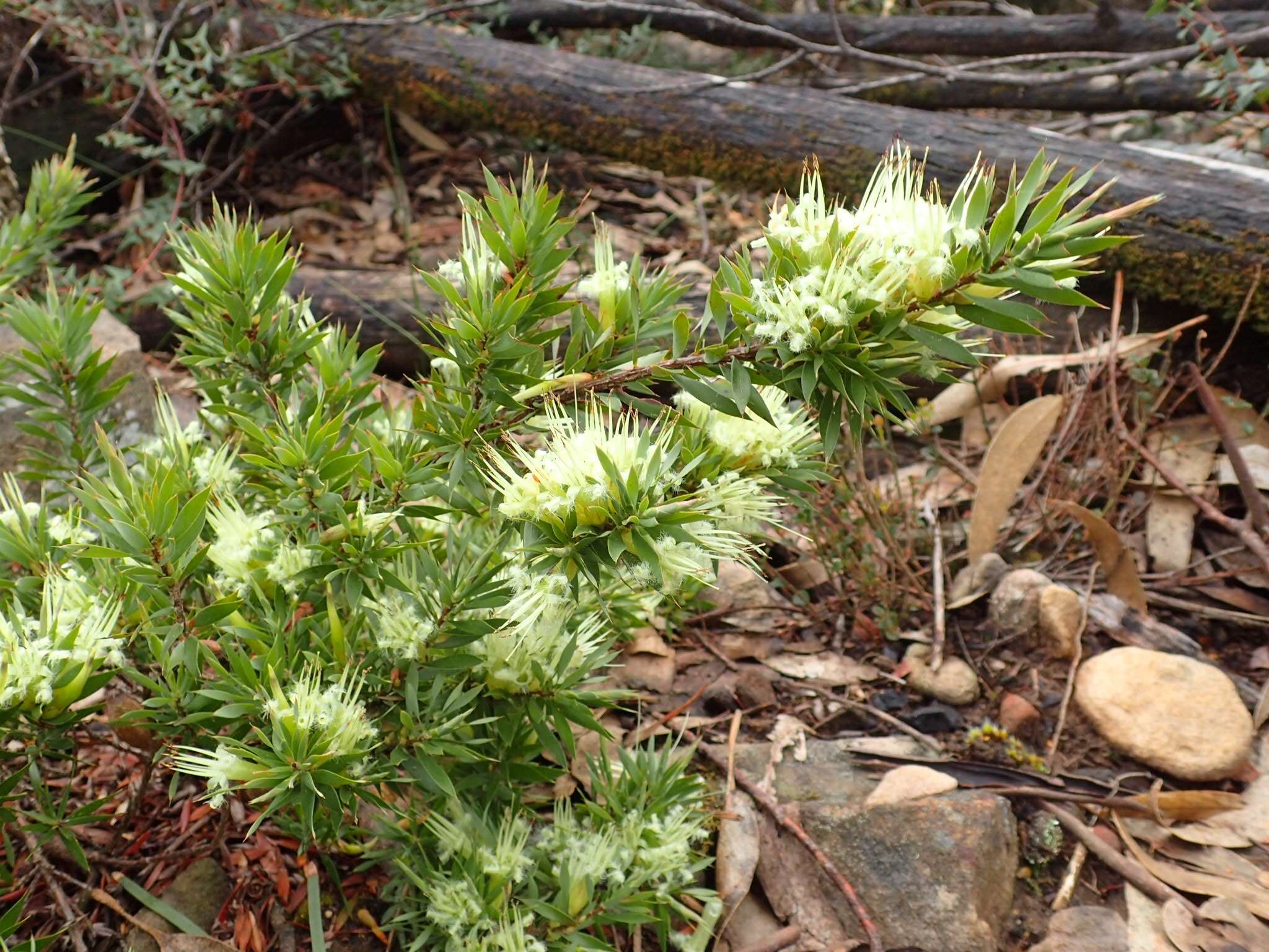 Image of Styphelia adscendens R. Br.