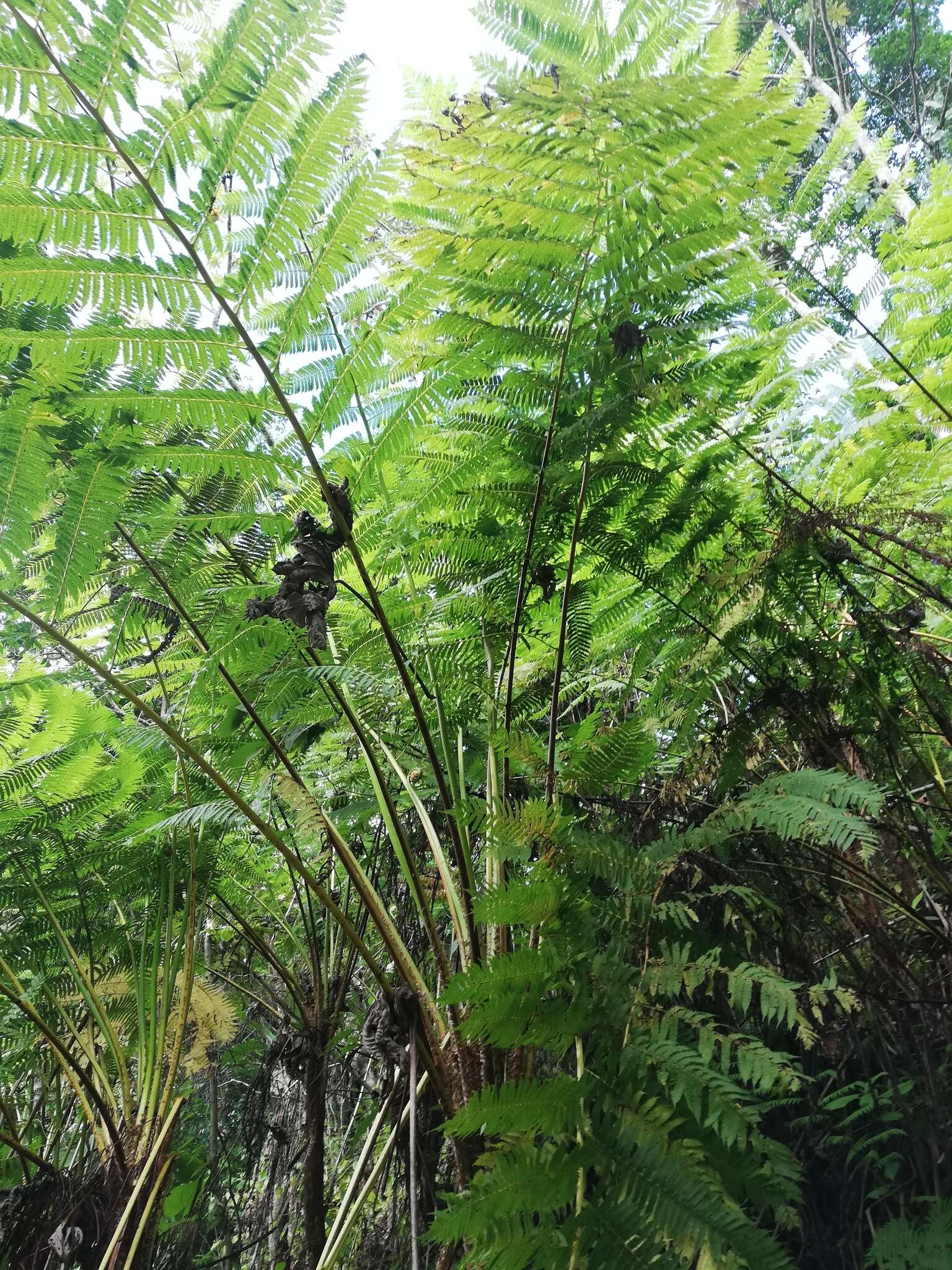 Image of Cyathea divergens Kunze