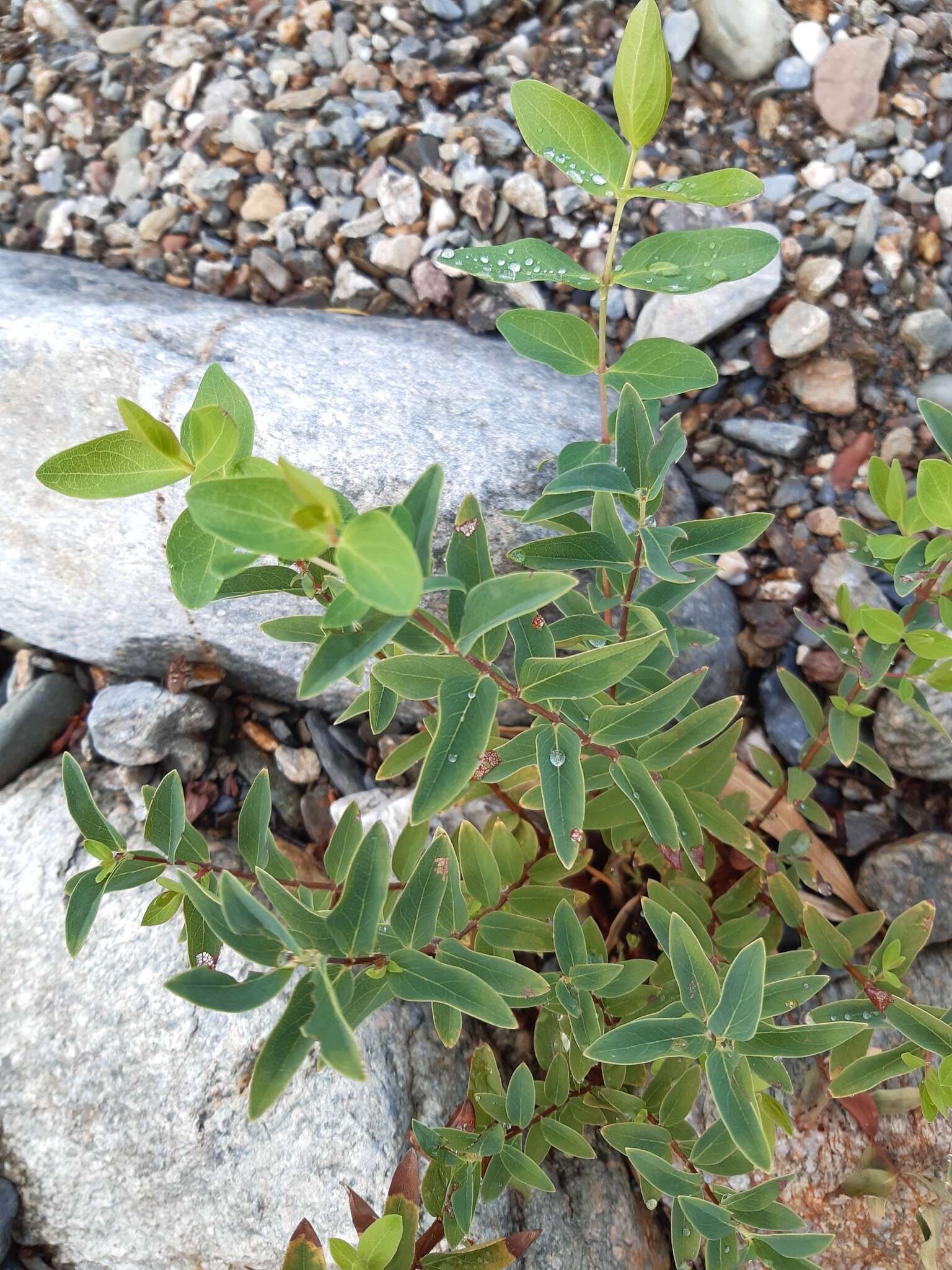 Image of Hypericum hircinum subsp. hircinum