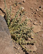 Image of Gray's bedstraw