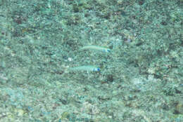 Image of Chinese zebra goby