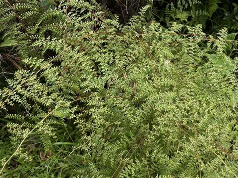 Image of thicket creepingfern