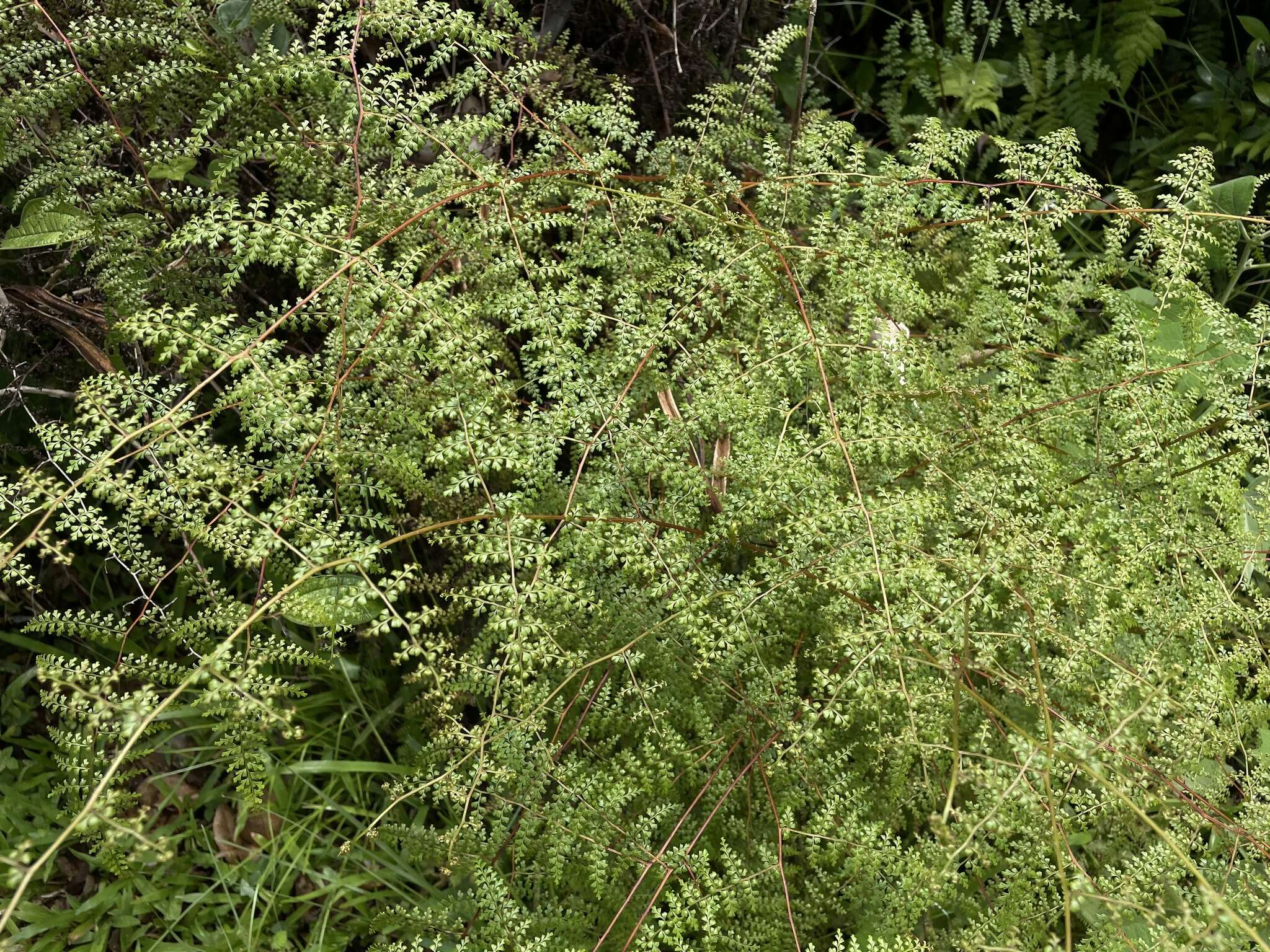 Image of thicket creepingfern