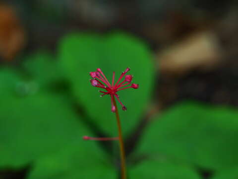 Image of Chinese ginseng