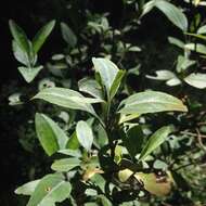 Image of Ageratina glabrata (Kunth) R. King & H. Rob.