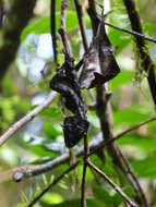 Image of Satanic leaf-tailed gecko