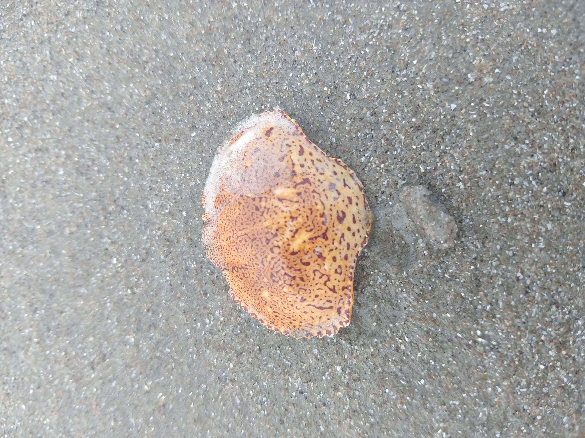 Image of flecked box crab