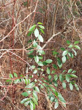 Image of sheep laurel