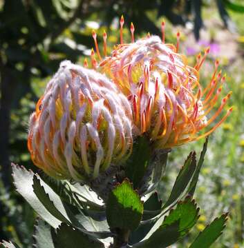 Image of Ember pincushion