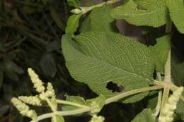 Слика од Lepechinia betonicifolia (Lam.) Epling