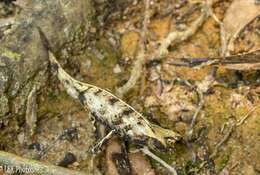 Image of Perinet Leaf Chameleon