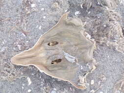 Image of Guitarfish