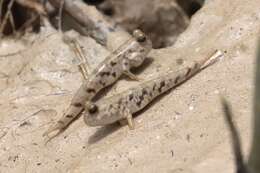 Image of Darwin&#39;s mudskipper