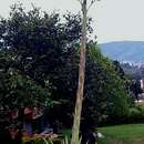 Image of Agave angustifolia var. angustifolia