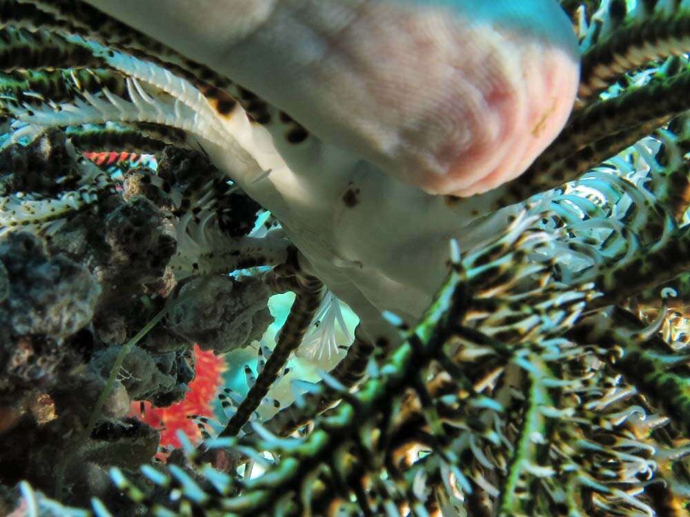 Image of Bottlebrush Feather Star