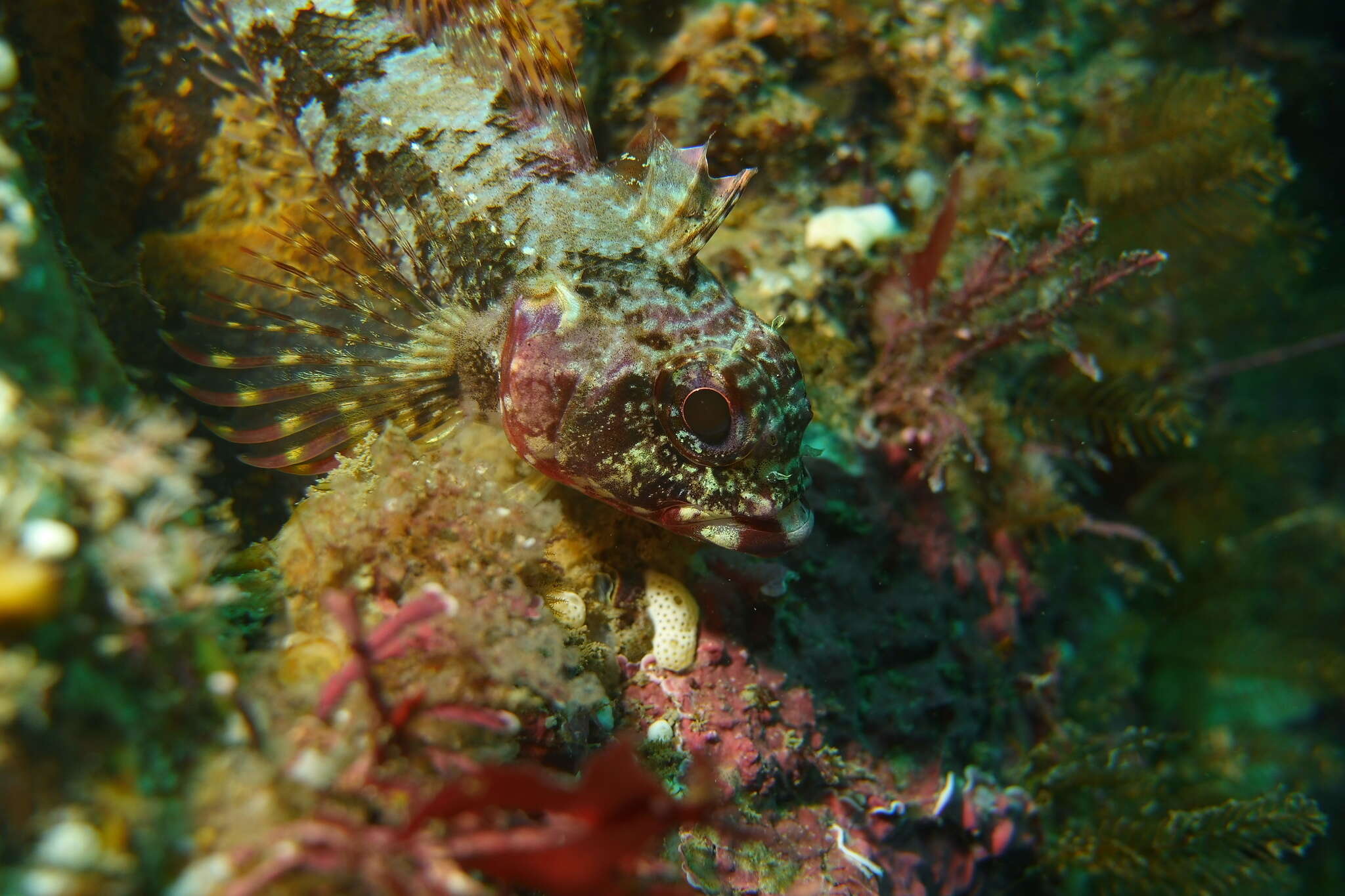 Image of New Zealand Scaly-headed Triplefin