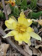 Image of Green-fruit Nipple Cactus