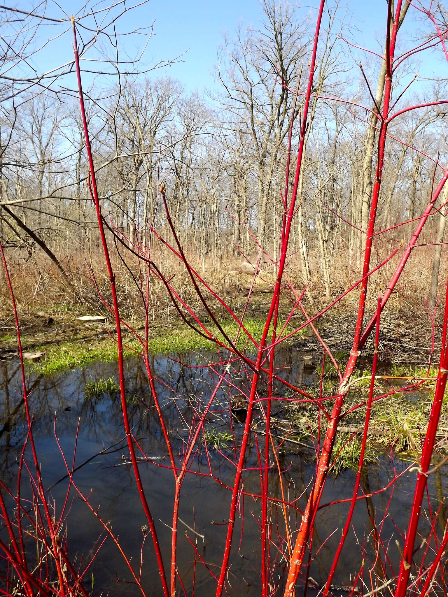 Image of redosier dogwood