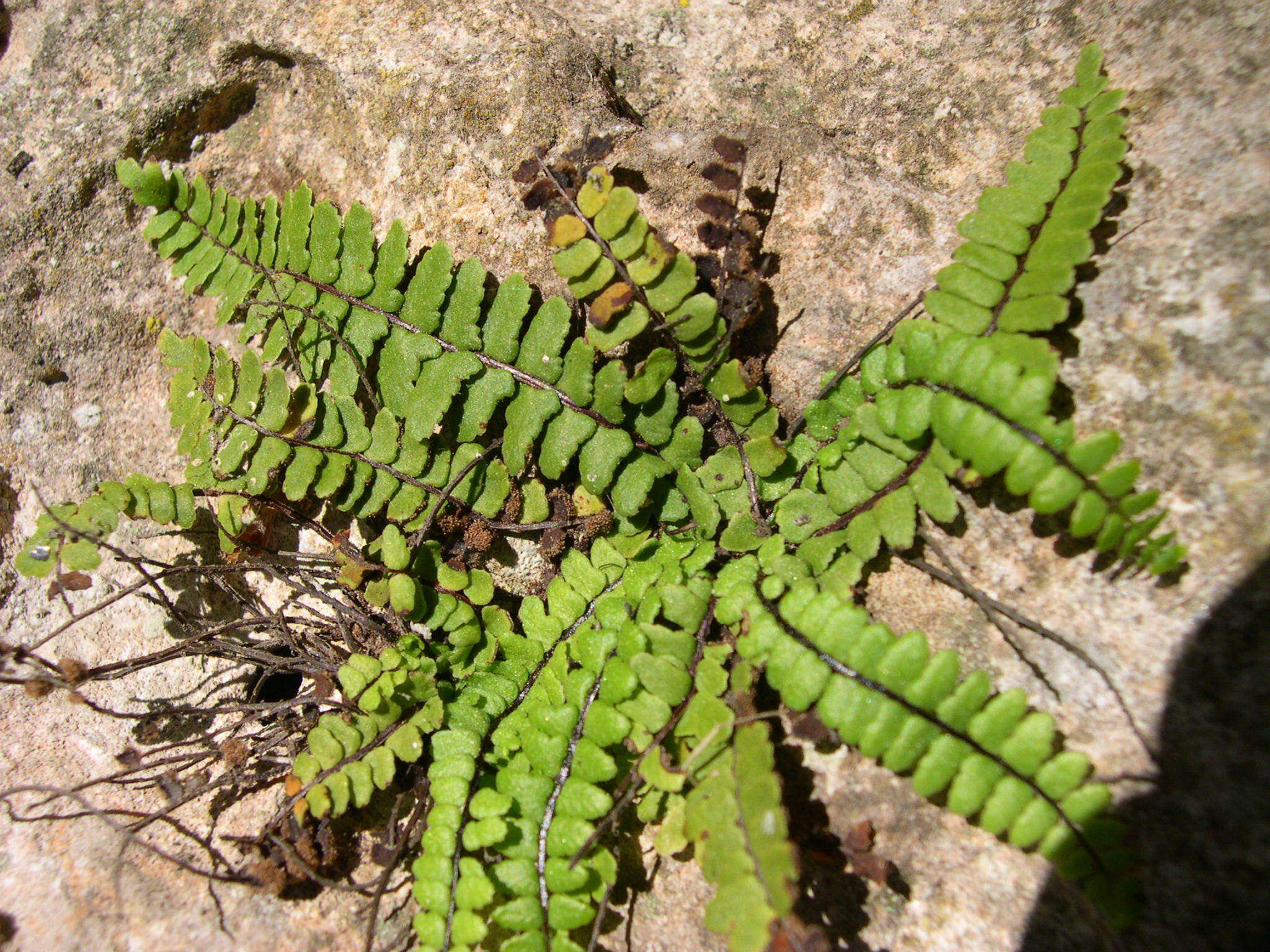 Image of Asplenium trichomanes subsp. pachyrachis (Christ) Lovis & Reichst.