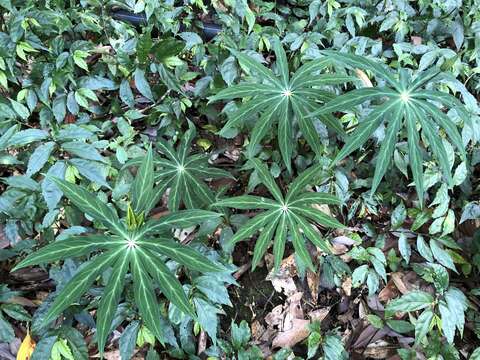 Image of Paris polyphylla var. stenophylla Franch.