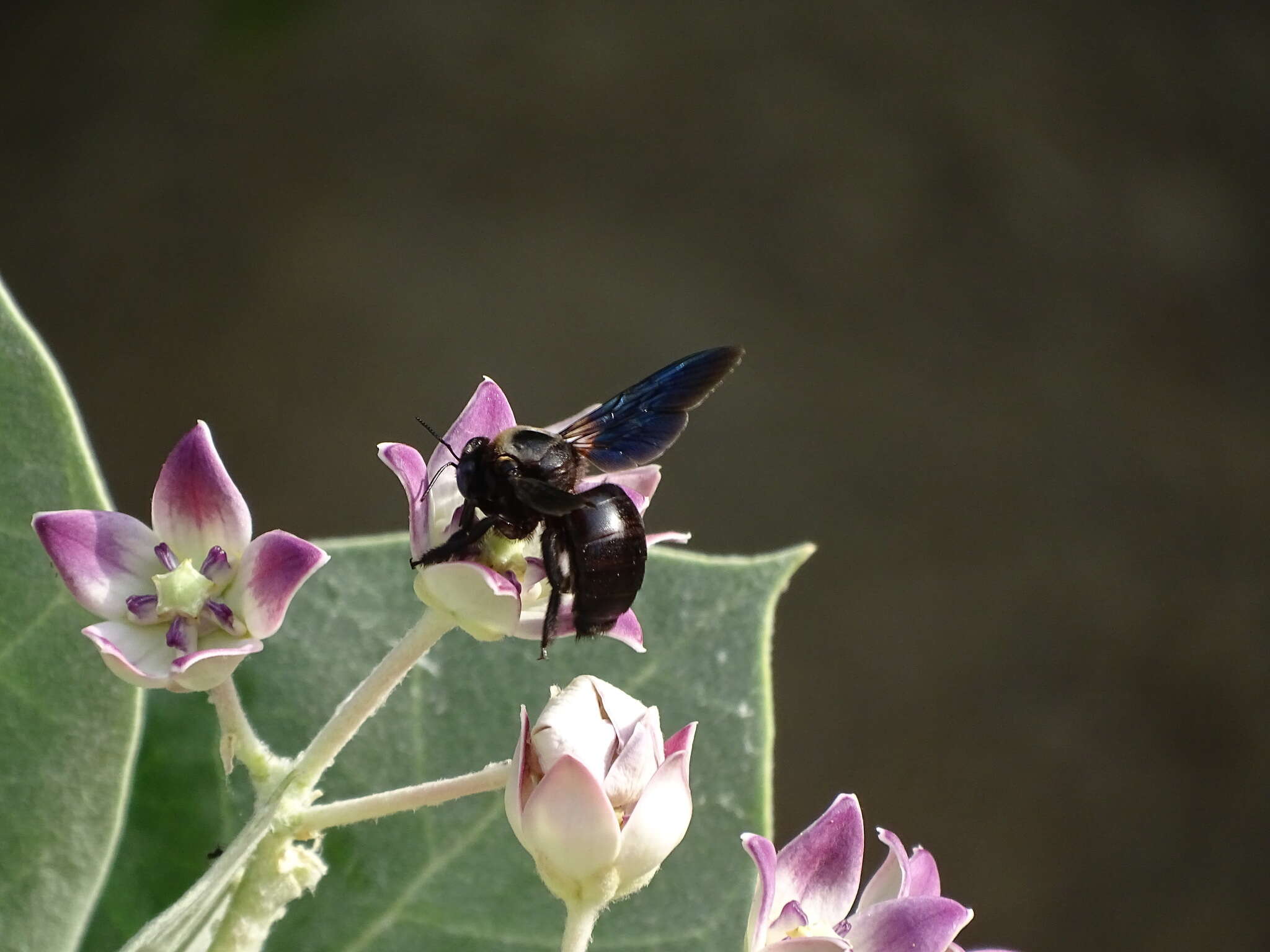 Plancia ëd Xylocopa sulcatipes Maa 1970