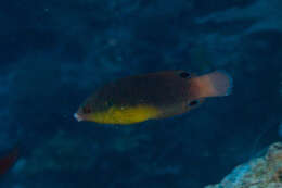 Image of Twister Wrasse