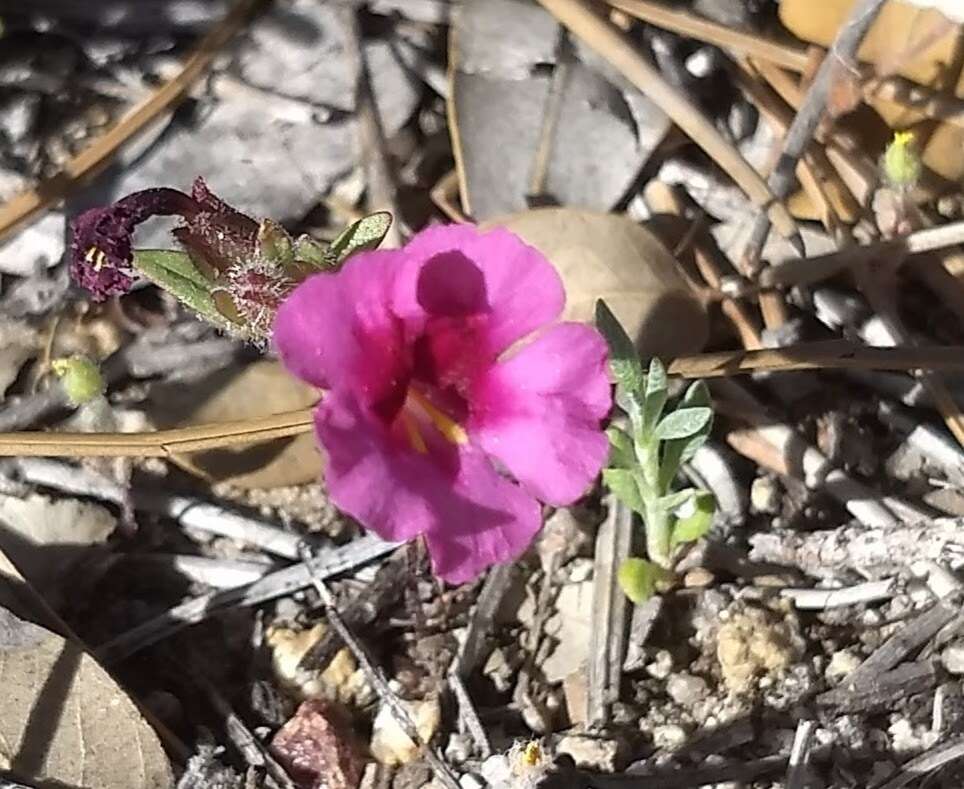 Image of Fremont's monkeyflower