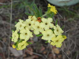 Plancia ëd Lithospermum cobrense Greene