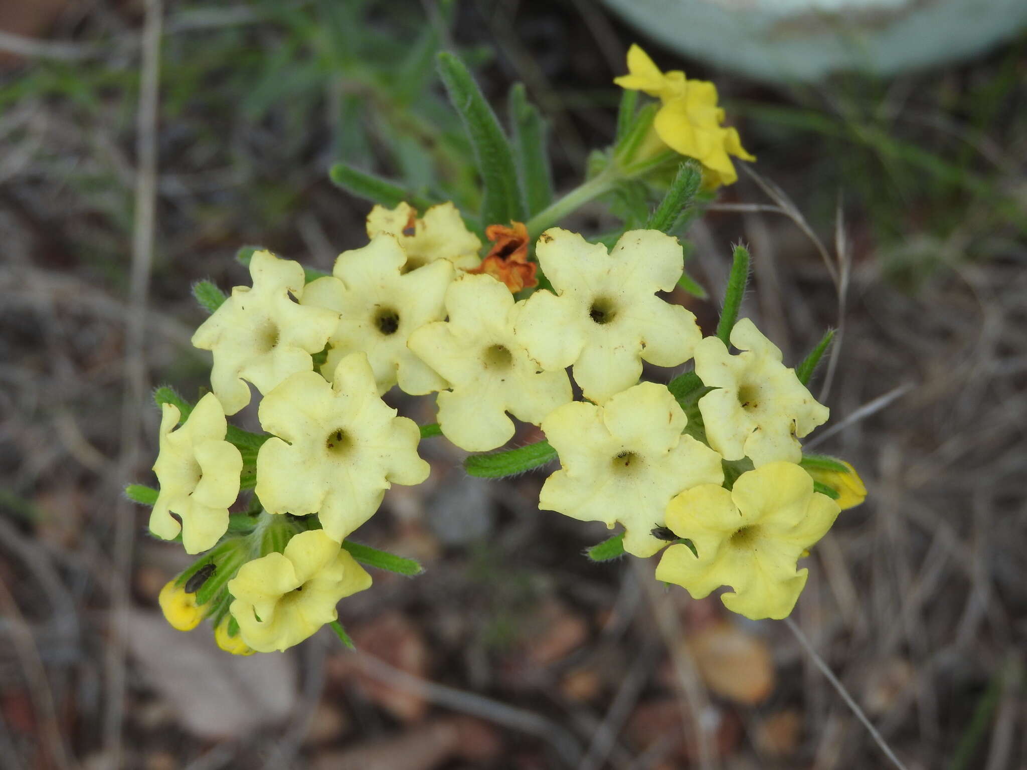 Plancia ëd Lithospermum cobrense Greene