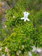Image of Westringia fruticosa (Willd.) Druce