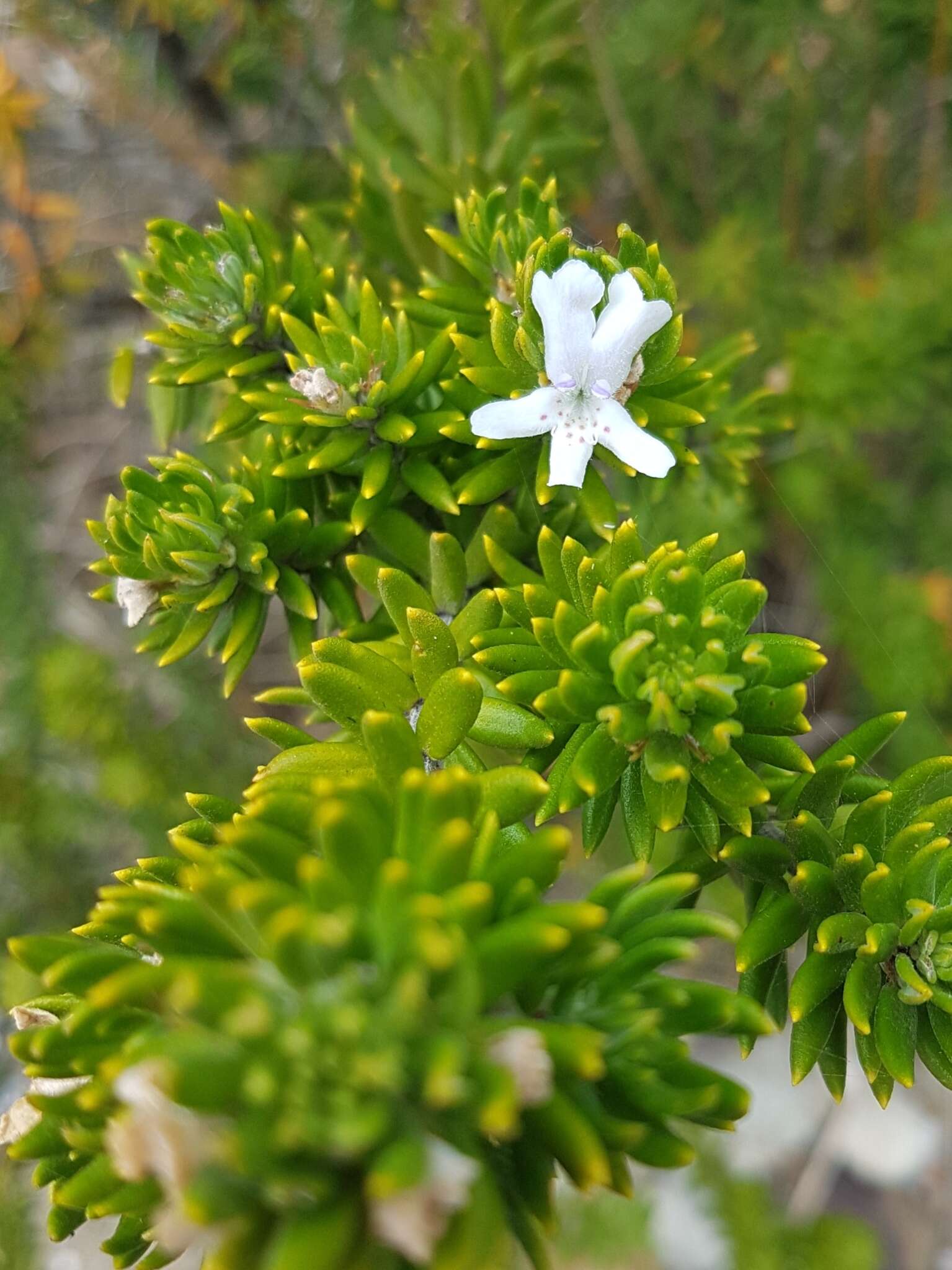 Image of Westringia fruticosa (Willd.) Druce