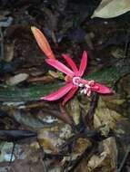 Image of Passiflora glandulosa Cav.