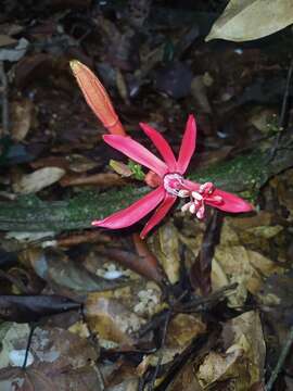 Sivun Passiflora glandulosa Cav. kuva