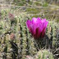 Image de Echinocereus enneacanthus subsp. brevispinus (W. O. Moore) N. P. Taylor